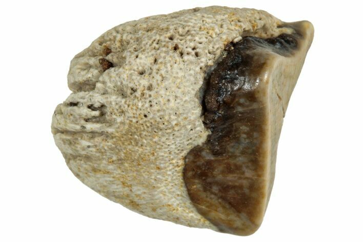 Fossil Dinosaur (Triceratops) Shed Tooth - Montana #320010